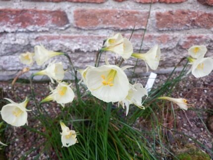 Close-up van een gele hoepelroknarcis bloem in volle bloei.