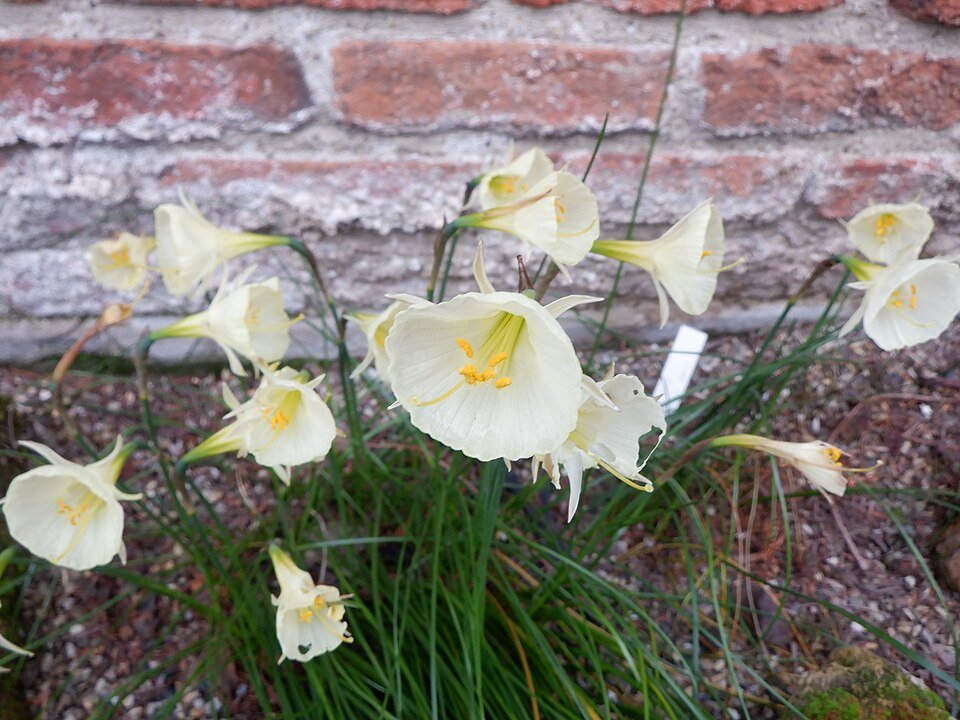 Close-up van een gele hoepelroknarcis bloem in volle bloei.