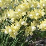 Dutch: Narcis bloembol met witte bloemen en gele kelk.
