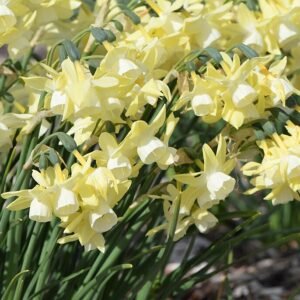Dutch: Narcis bloembol met witte bloemen en gele kelk.