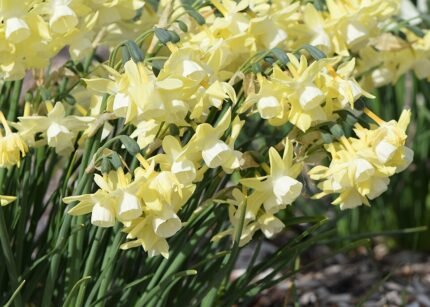 Dutch: Narcis bloembol met witte bloemen en gele kelk.