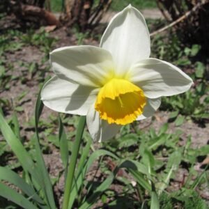 Gele trompetvormige Narcisbloem op een groene achtergrond.