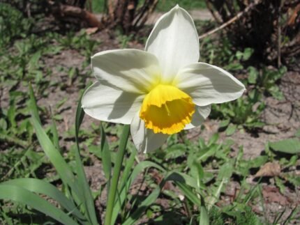 Gele trompetvormige Narcisbloem op een groene achtergrond.
