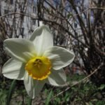 Narcis bloem met witte en gele bloemblaadjes en groen blad.