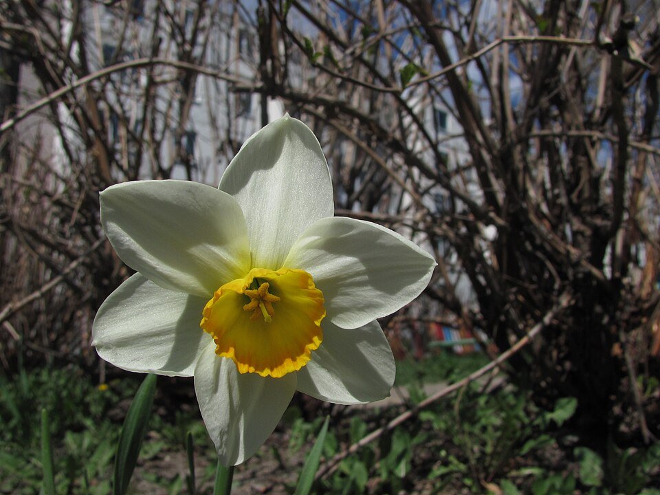 Narcis bloem met witte en gele bloemblaadjes en groen blad.