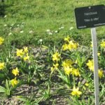 Narcis 'Tête-à-Tête' bloemen in Jardin des Plantes de Paris.