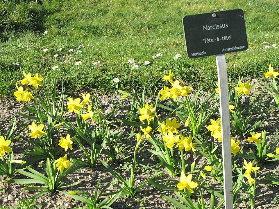 Narcis 'Tête-à-Tête' bloemen in Jardin des Plantes de Paris.