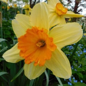 Narcis bloem in wit en geel, close-up op een heldere achtergrond.