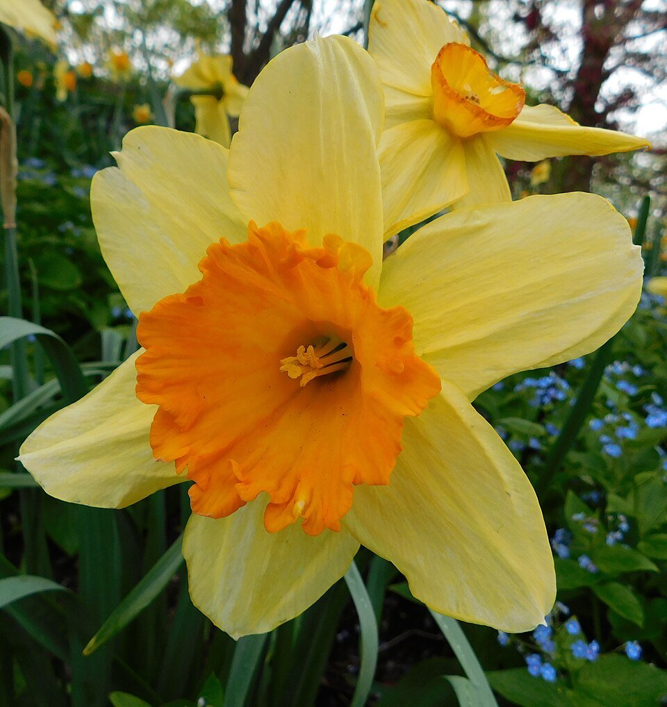 Narcis bloem in wit en geel, close-up op een heldere achtergrond.