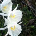 Close-up van gele Narcissus cantabricus bloem op natuurlijke achtergrond.