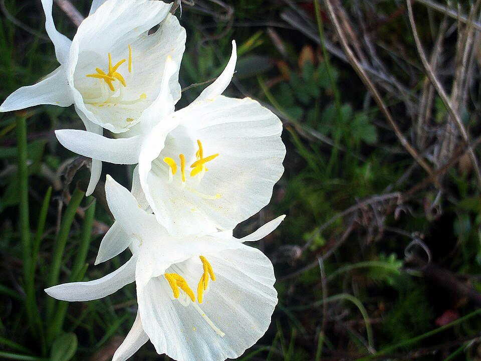 Close-up van gele Narcissus cantabricus bloem op natuurlijke achtergrond.