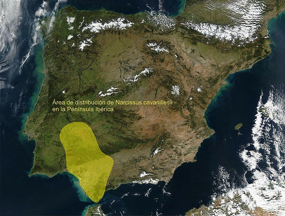 Gele Narcissus cavanillesii bloemen op een groene achtergrond.