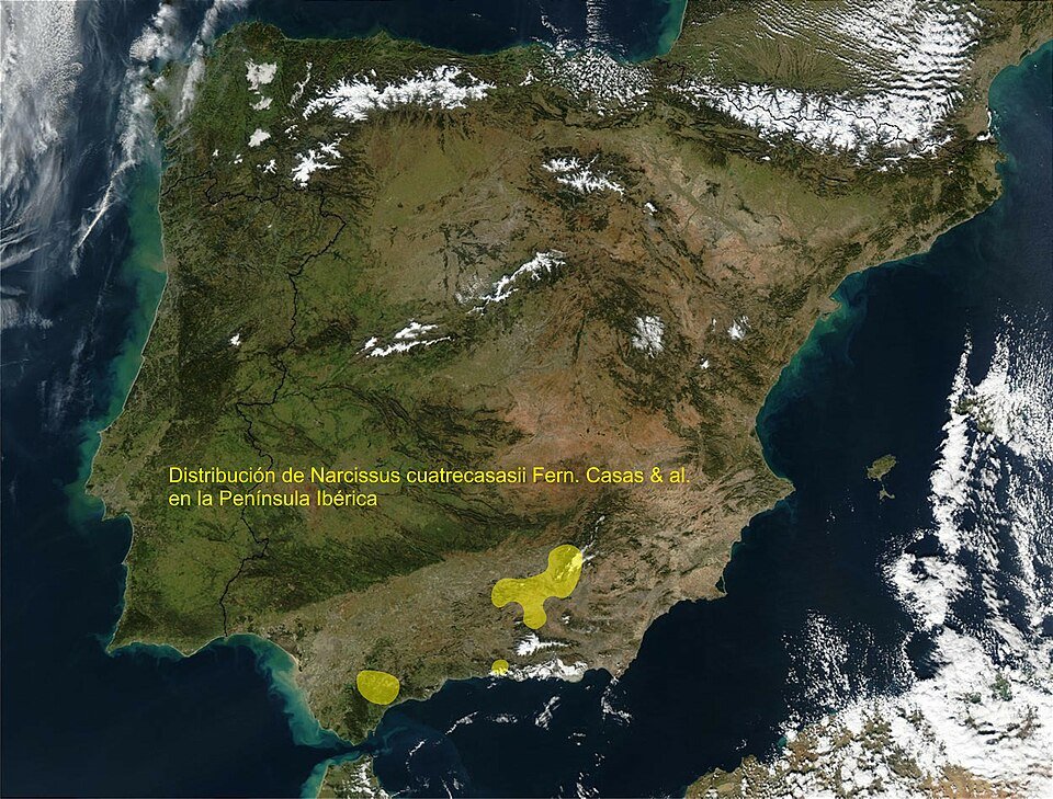 Narcissus cuatrecasasii bloemen in natuurlijke setting.