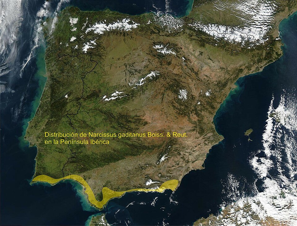Narcissus gaditanus bloemen in volle bloei.