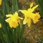 Close-up van gele Narcissus hispanicus bloem.