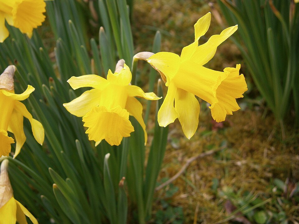 Close-up van gele Narcissus hispanicus bloem.
