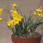 Narcissus jacetanus bloem in close-up, witte bloemblaadjes en gele kroon.