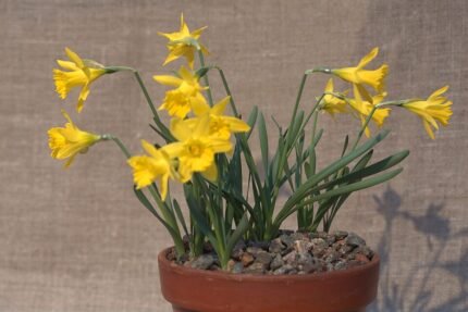 Narcissus jacetanus bloem in close-up, witte bloemblaadjes en gele kroon.