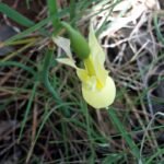 Close-up van bloeiende Narcissus cernuus bloem in natuurlijke omgeving.