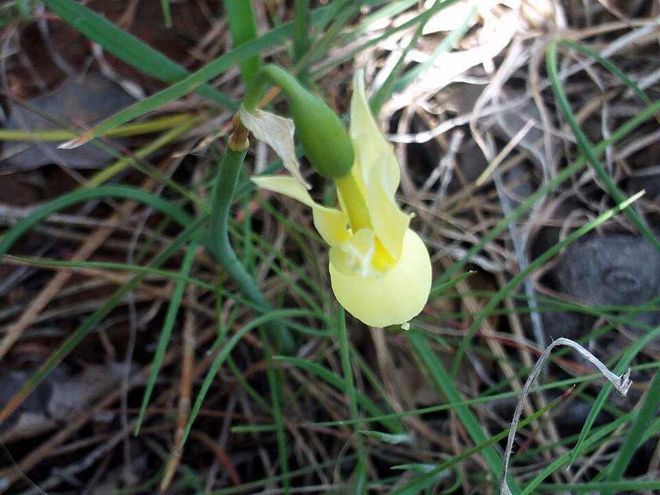 Close-up van bloeiende Narcissus cernuus bloem in natuurlijke omgeving.