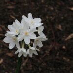 Witte Narcissus papyraceus bloemen op close-up beeld.