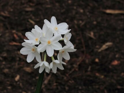 Witte Narcissus papyraceus bloemen op close-up beeld.