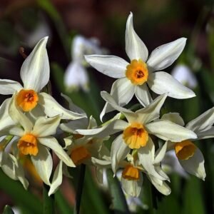 Narcis Poeticus hybride cultivar in volle bloei met witte bloemblaadjes en oranje centrum.