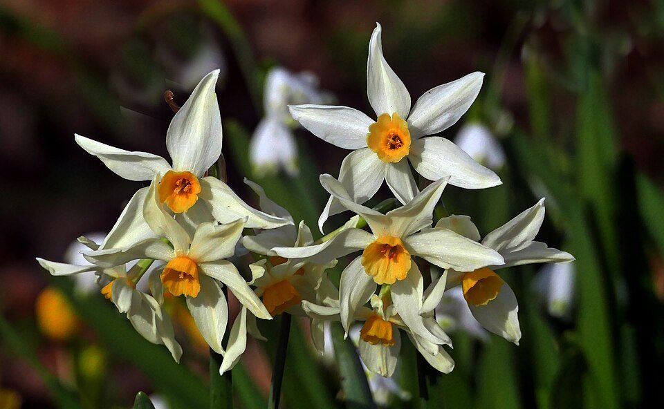 Narcis Poeticus hybride cultivar in volle bloei met witte bloemblaadjes en oranje centrum.