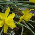 Gele Narcissus rupicola bloem in close-up.