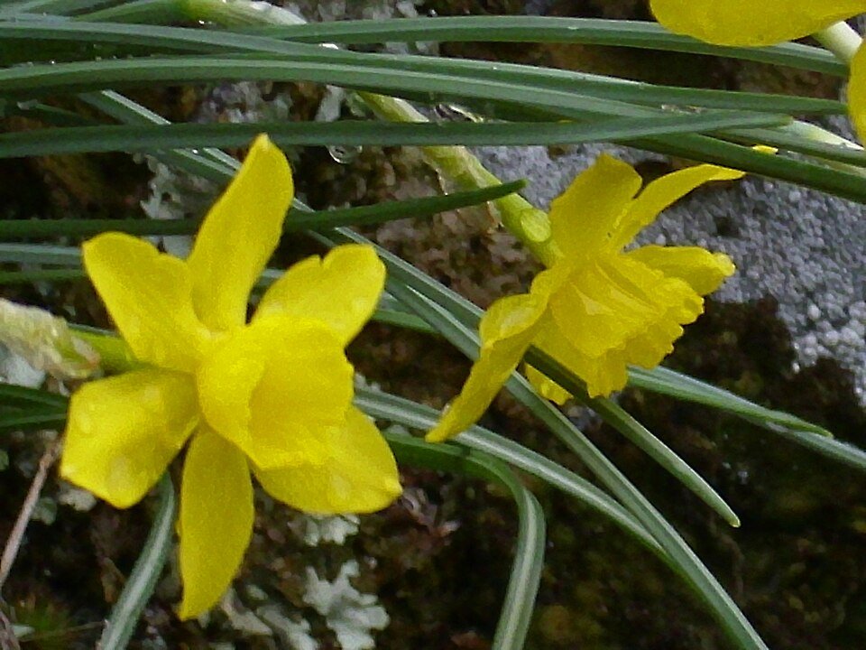 Gele Narcissus rupicola bloem in close-up.