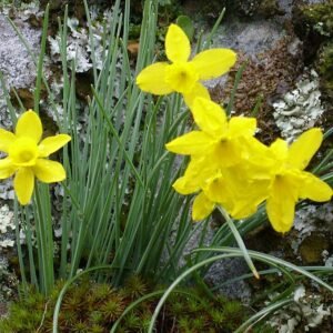 Narcissus scaberulus bloemen in natuurlijke habitat.