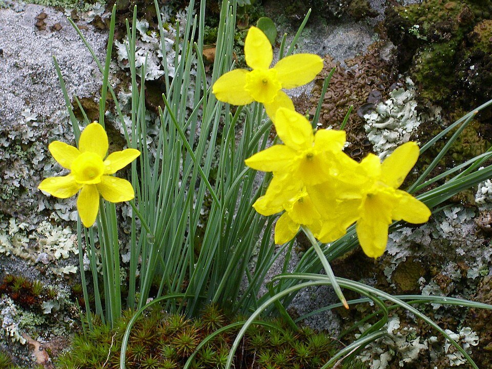 Narcissus scaberulus bloemen in natuurlijke habitat.