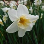 Gele narcisbloem met oranje kroonbladen en groen loof.