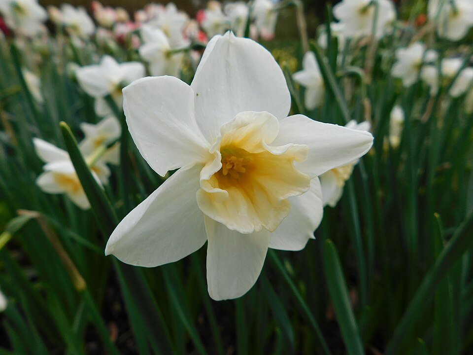 Gele narcisbloem met oranje kroonbladen en groen loof.