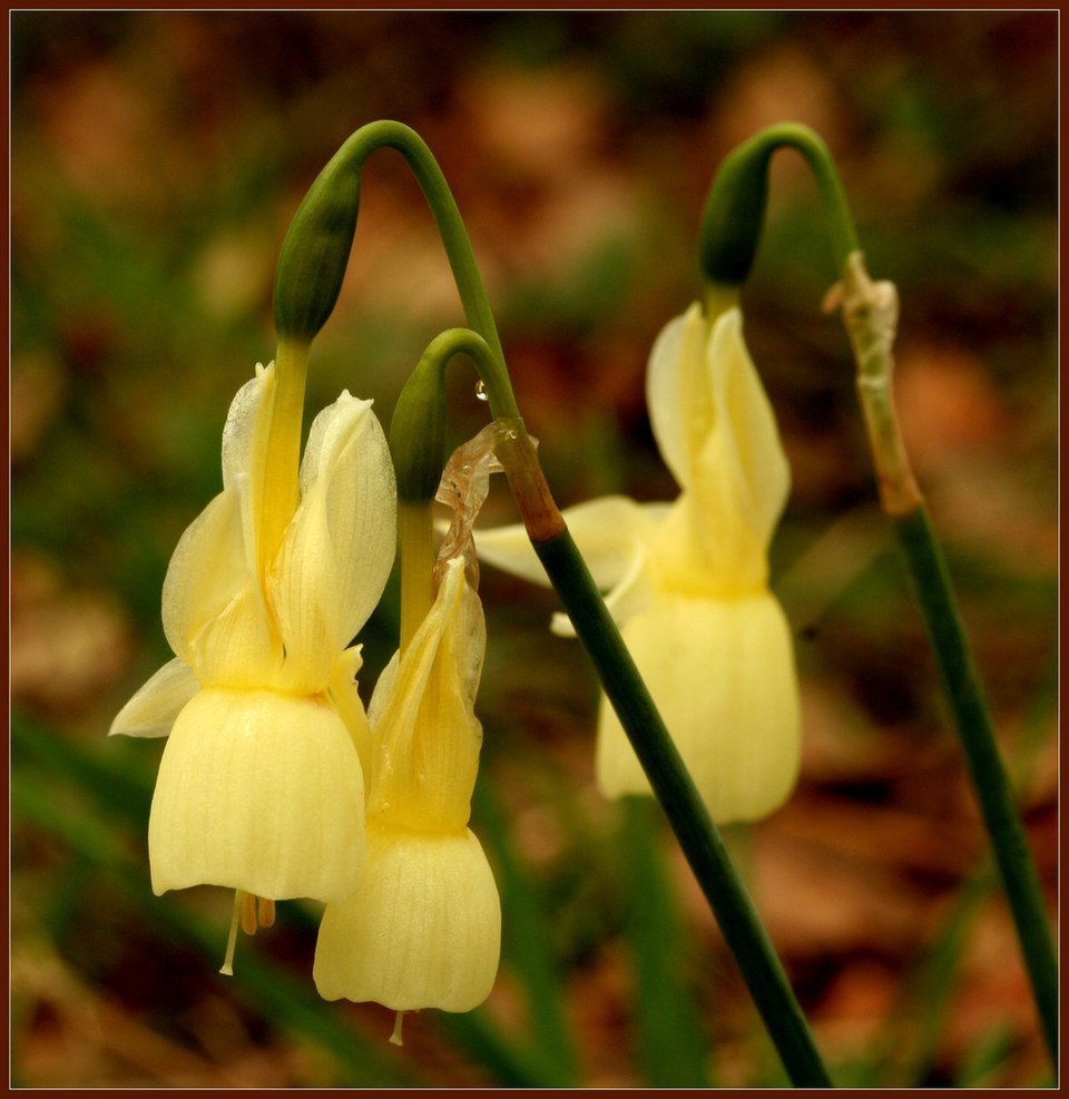 Narcissus lusitanicus witte bloem met gele trompetvormige kelk.