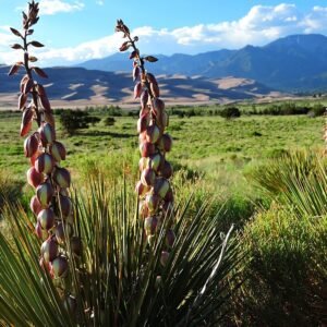 Bloeiende smalle yucca witte bloemen en smalle bladeren.
