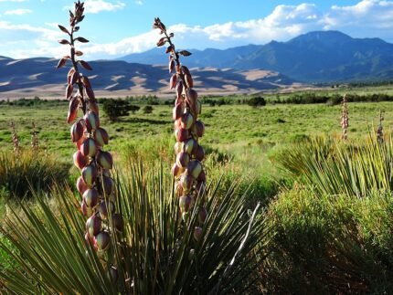 Bloeiende smalle yucca witte bloemen en smalle bladeren.