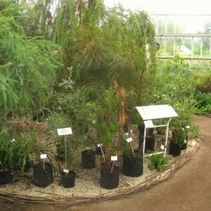 Winterse bloemen en bomen in Plantentuin Meise, België.