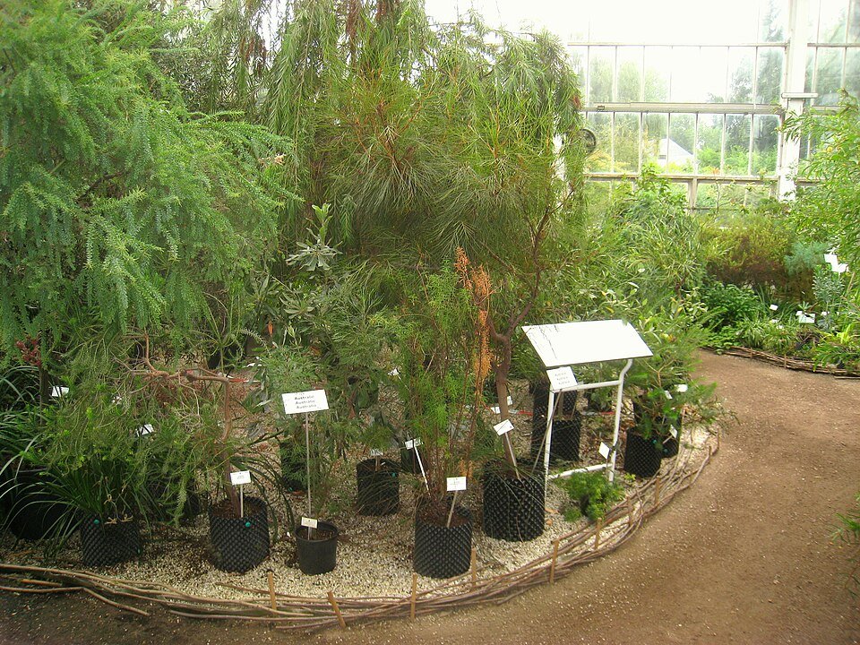 Winterse bloemen en bomen in Plantentuin Meise, België.