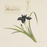Iris laevigata bloem in potlood getekend door Yushi Ishizaki.