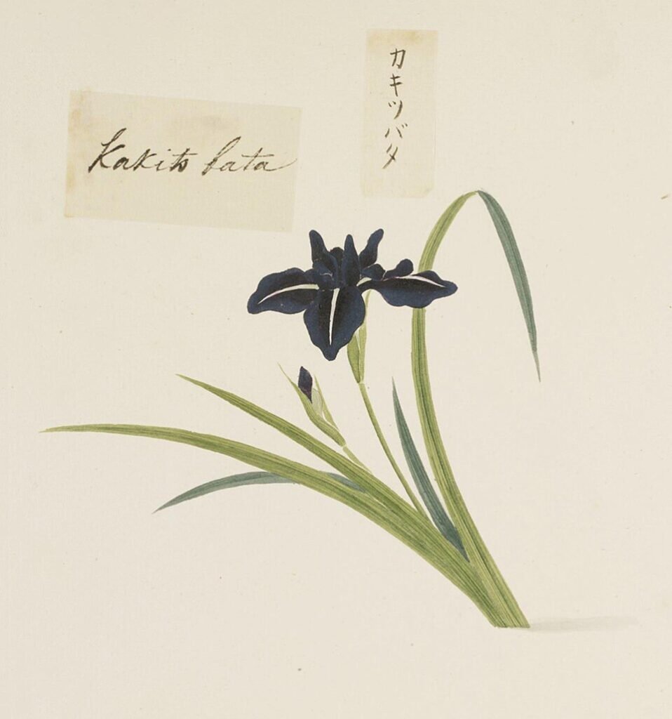 Iris laevigata bloem in potlood getekend door Yushi Ishizaki.