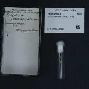 Triphorinae molluscenschelp met gedraaide vorm, bruin-witte kleuren en geribbeld oppervlak.