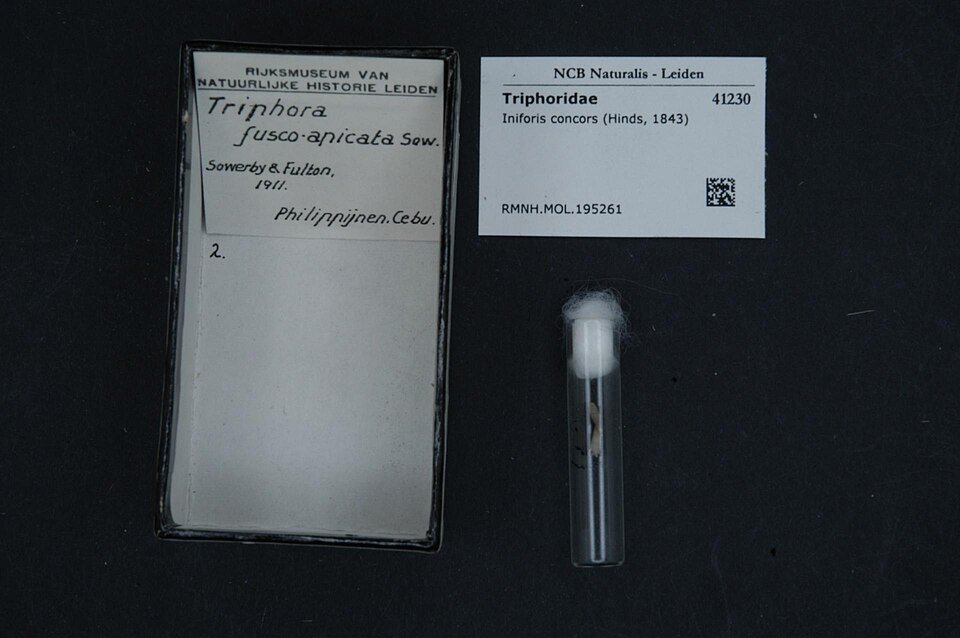 Triphorinae molluscenschelp met gedraaide vorm, bruin-witte kleuren en geribbeld oppervlak.