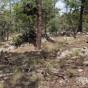 Echinocereus ×neomexicanus cactus met roze bloemen in een woestijnlandschap.