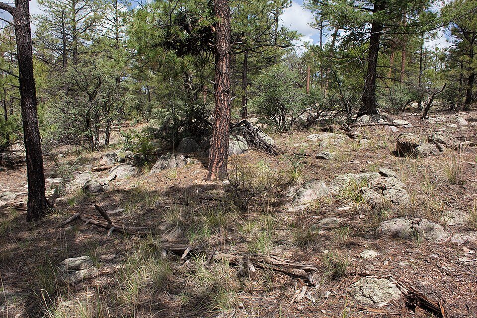 Echinocereus ×neomexicanus cactus met roze bloemen in een woestijnlandschap.
