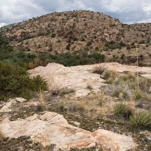 Muhlenbergia lindheimeri graspluimen in natuurlijke omgeving.