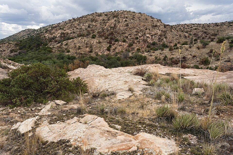 Muhlenbergia lindheimeri graspluimen in natuurlijke omgeving.