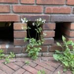 Nemesia melissifolia plant met paarse bloemen op een zonnige dag.