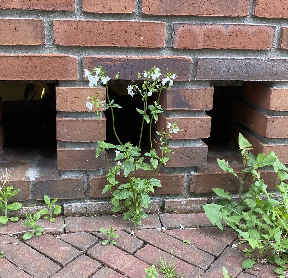 Nemesia melissifolia plant met paarse bloemen op een zonnige dag.