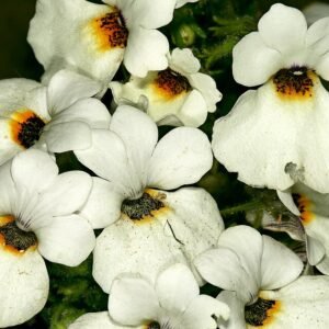 Nemesia bloemen in verschillende tinten, met zonlicht.